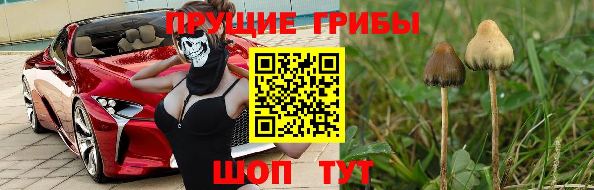 Верхний Уфалей  Галлюциногенные грибы Psilocybe  Вход с VPN 